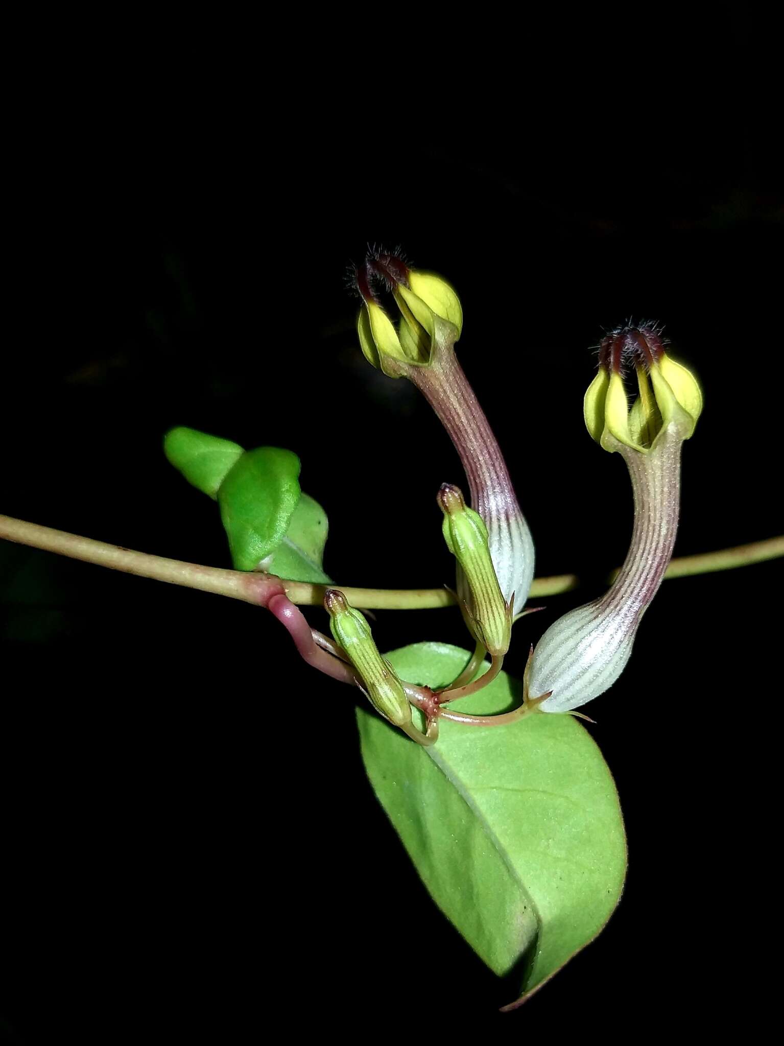 Image de Ceropegia candelabrum L.