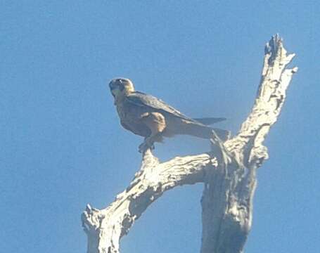 Image of Australian Hobby