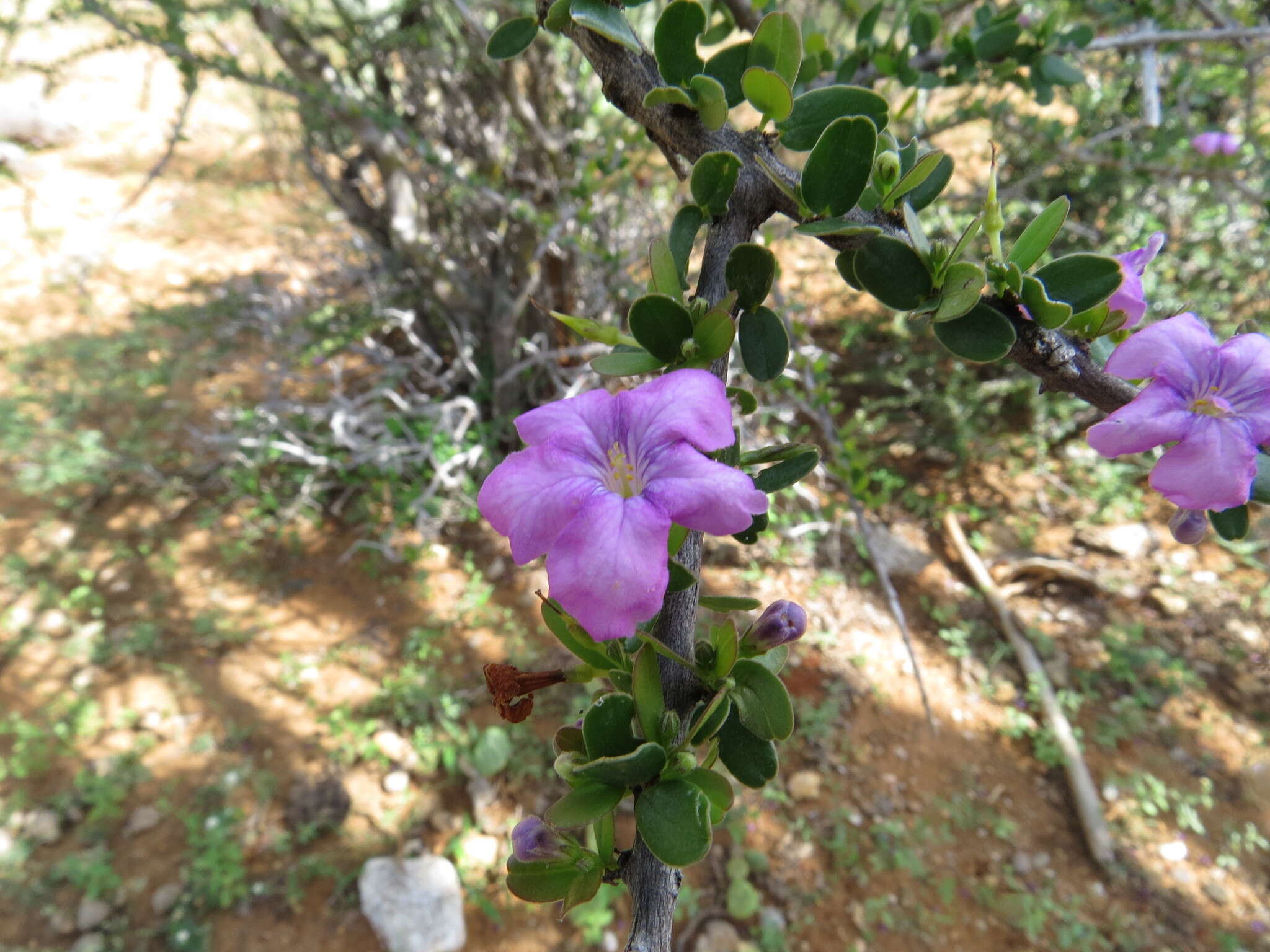 Image of Plocospermataceae