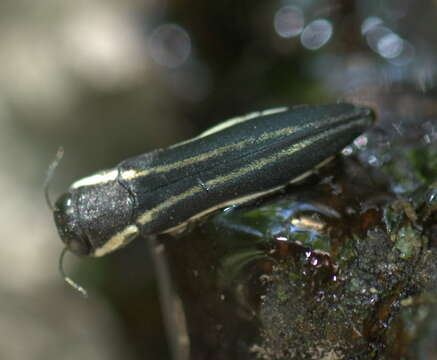 Imagem de Agrilus bilineatus (Weber 1801)