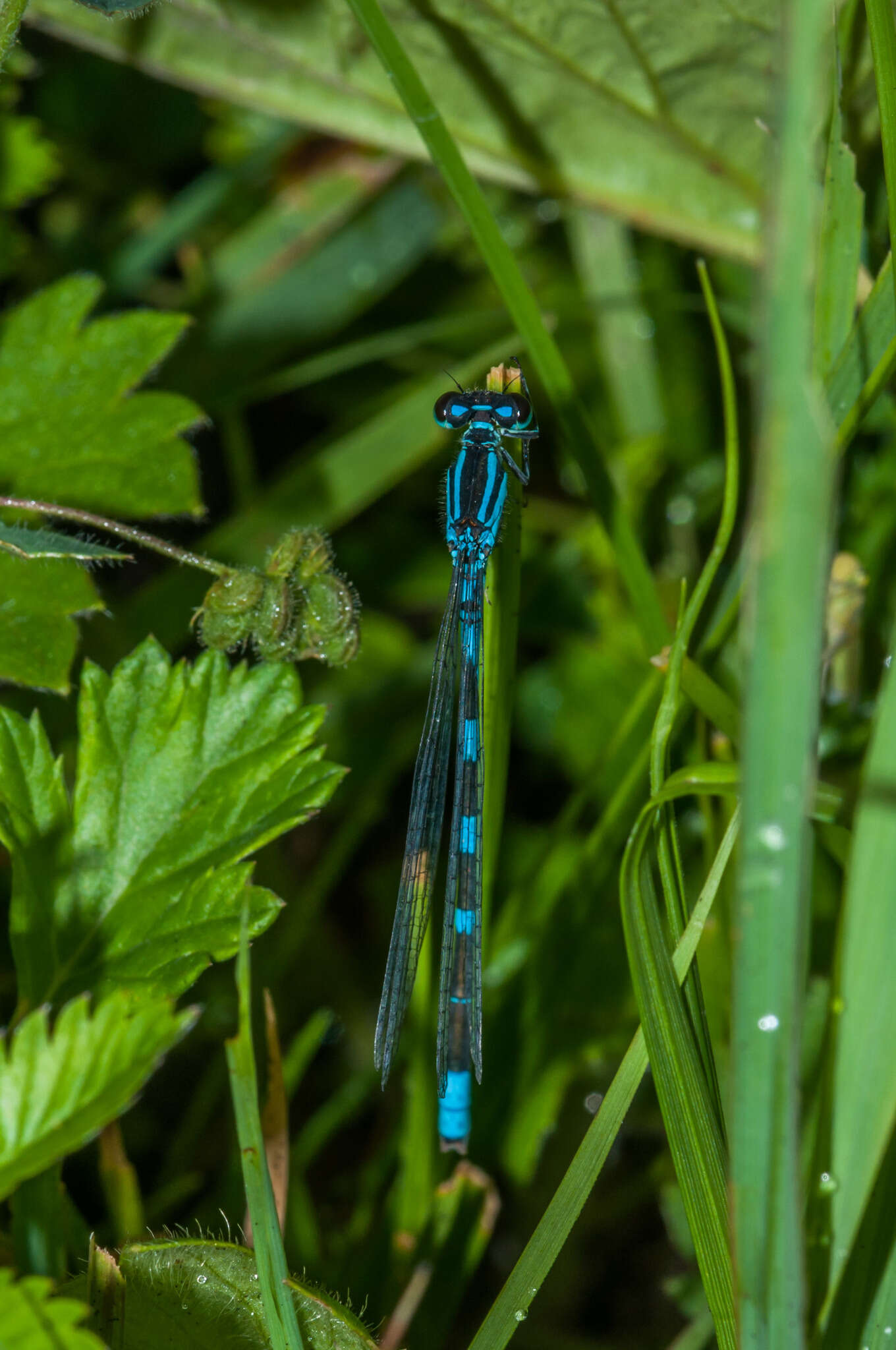 Coenagrion lanceolatum (Selys ex Selys & McLachlan 1872) resmi