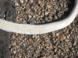 Image of Cape Sand Snake