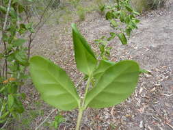 Image of Cyclophyllum coprosmoides (F. Muell.) S. T. Reynolds & R. J. F. Hend.