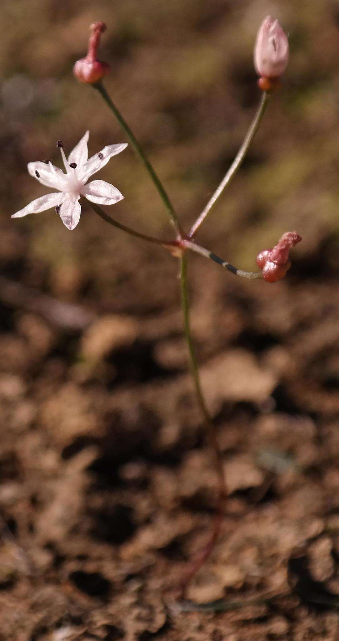 Image of Strumaria tenella subsp. tenella