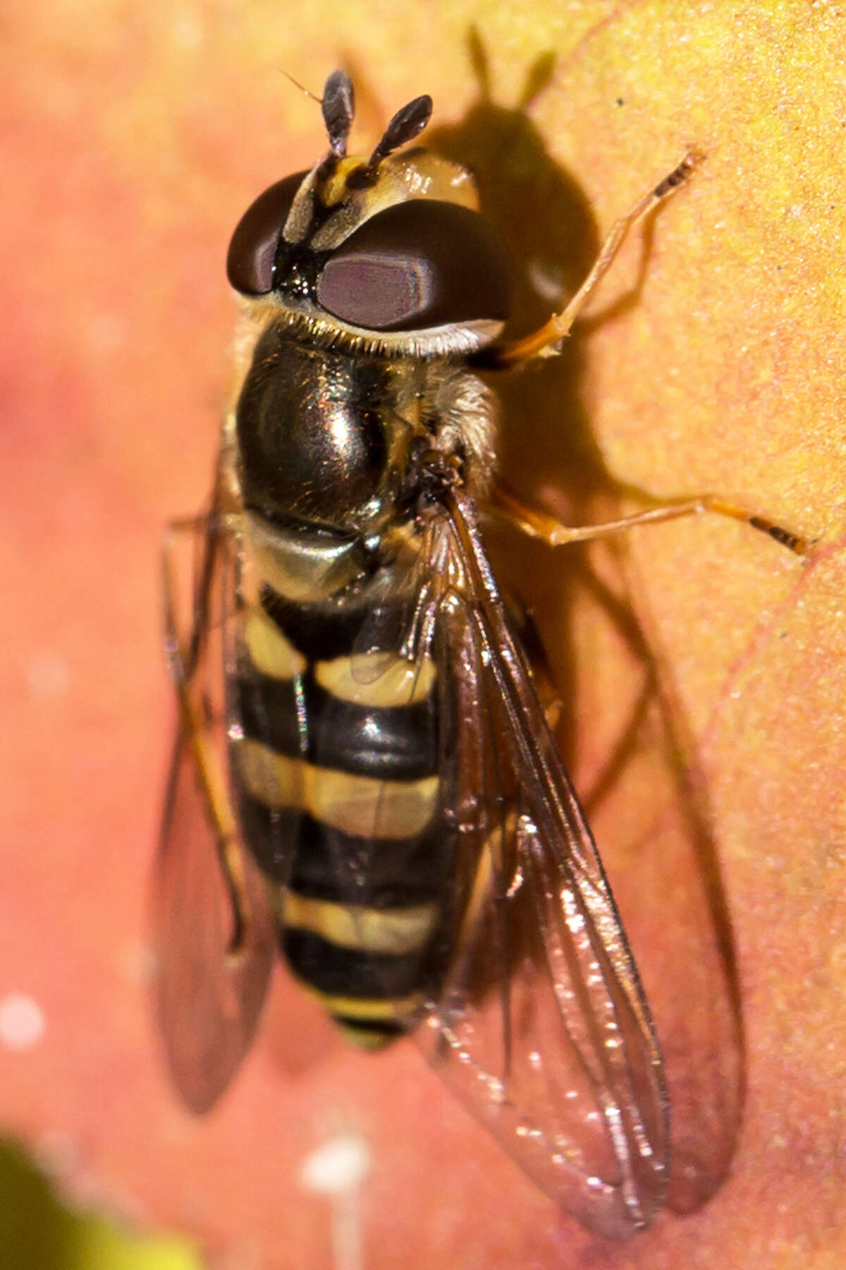 Eupeodes americanus (Wiedemann 1830)的圖片