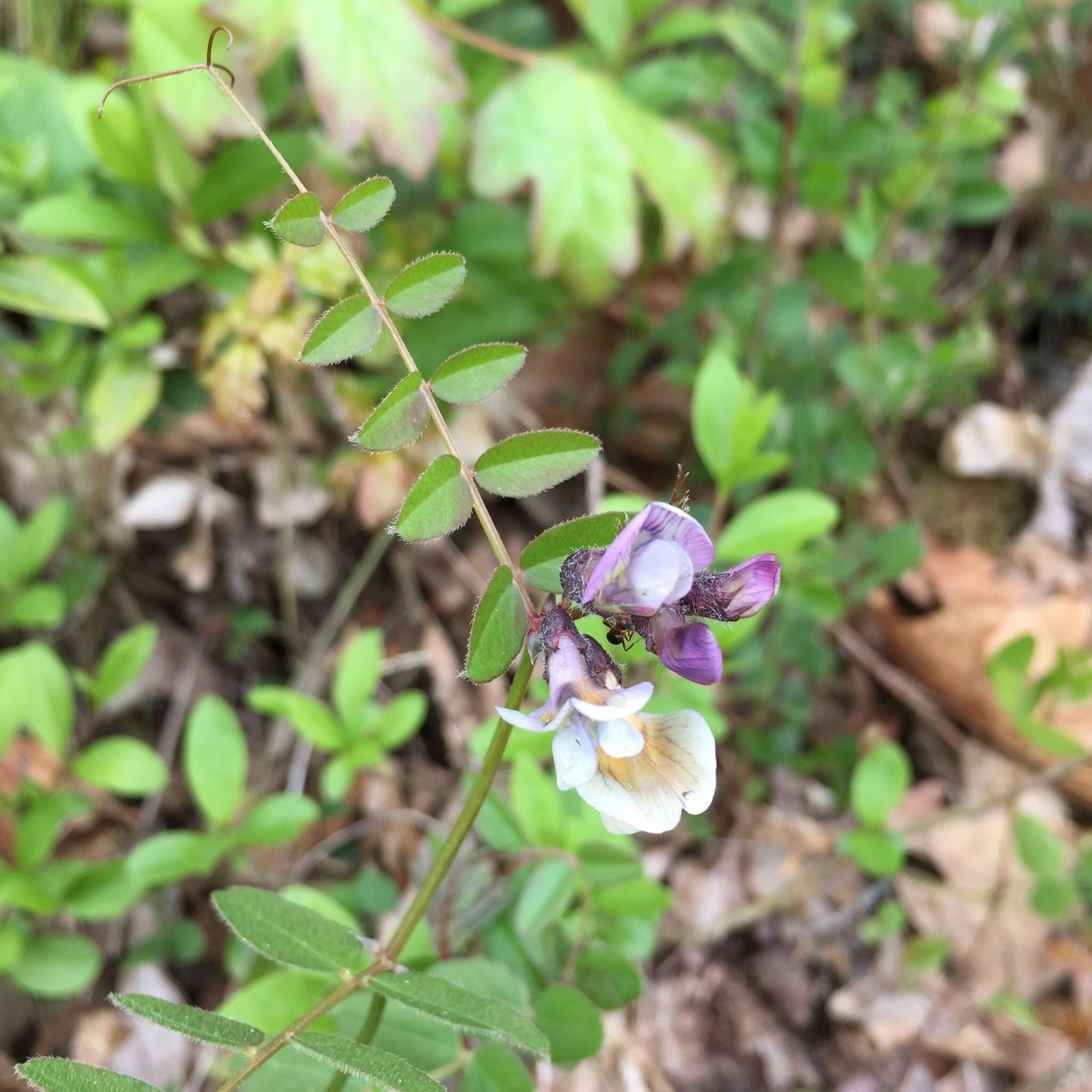 Image of bush vetch