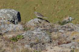 Image of Anthus novaeseelandiae novaeseelandiae (Gmelin & JF 1789)