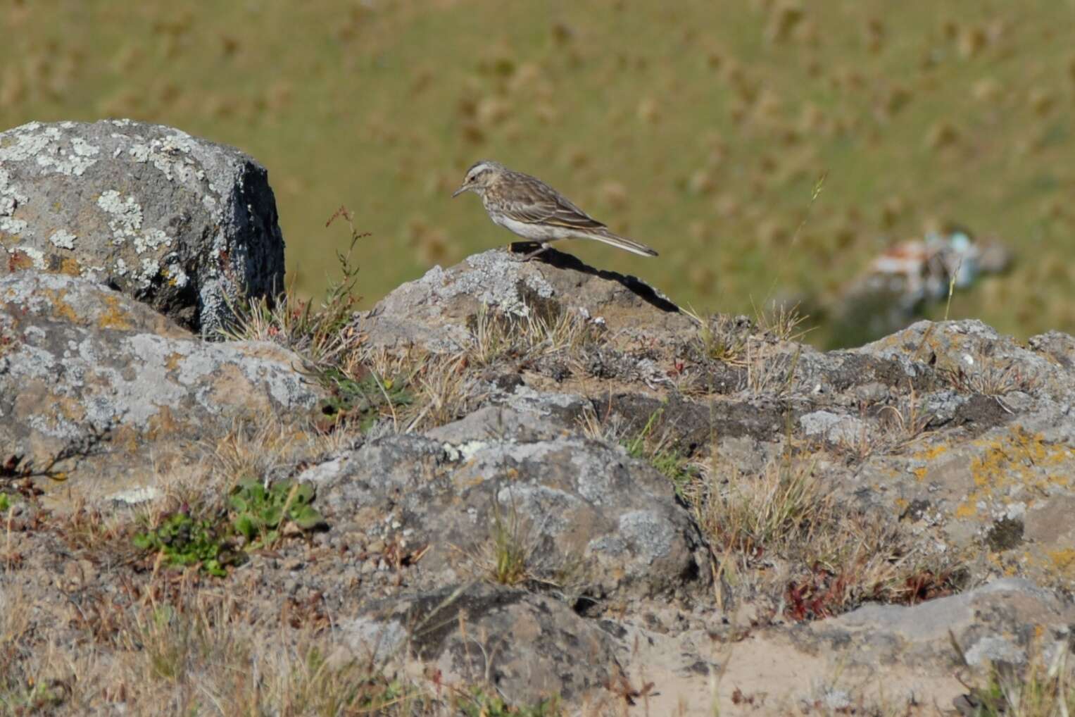 Image of Anthus novaeseelandiae novaeseelandiae (Gmelin & JF 1789)