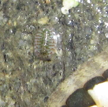 Image of blue green chiton