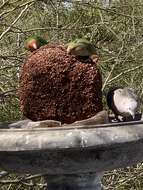 Image of Rosy-faced Lovebird