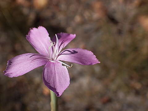 صورة Dianthus thunbergii Hooper