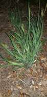 Image of lemon grass