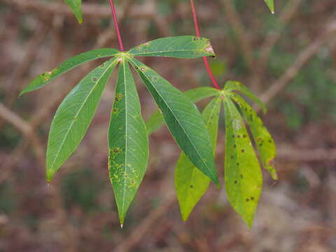 Image of cassava