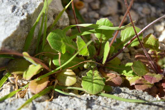 Image of Crepis sancta subsp. nemausensis (P. Fourn.) Babc.
