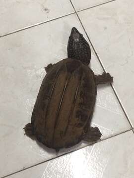 Image of Mexican Giant Musk Turtle