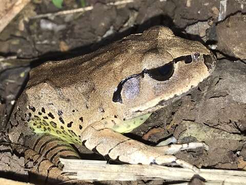 Plancia ëd Mixophyes fasciolatus Günther 1864