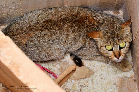 Image of African Wildcat