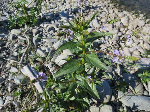 Image of Blue Water-speedwell