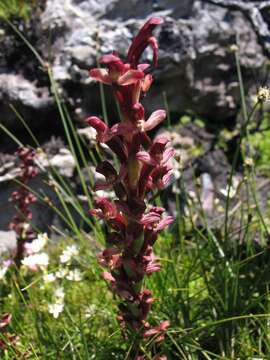 صورة Disa ophrydea (Lindl.) Bolus