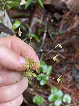 Image of Barbosella gardneri (Lindl.) Schltr.