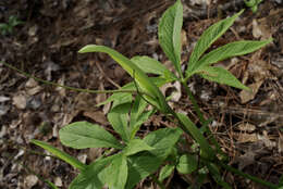 Image of Pinellia pedatisecta Schott