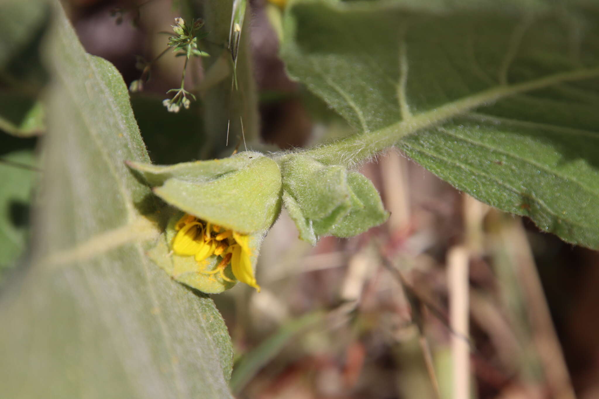 Image of southern mule-ears