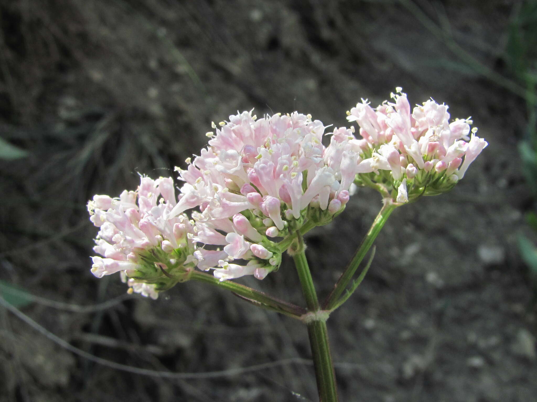 Image of Valeriana grossheimii Vorosh.