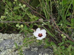 Image of Pavonia aurigloba Krapov. & Cristobal