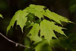 Image of sugar maple