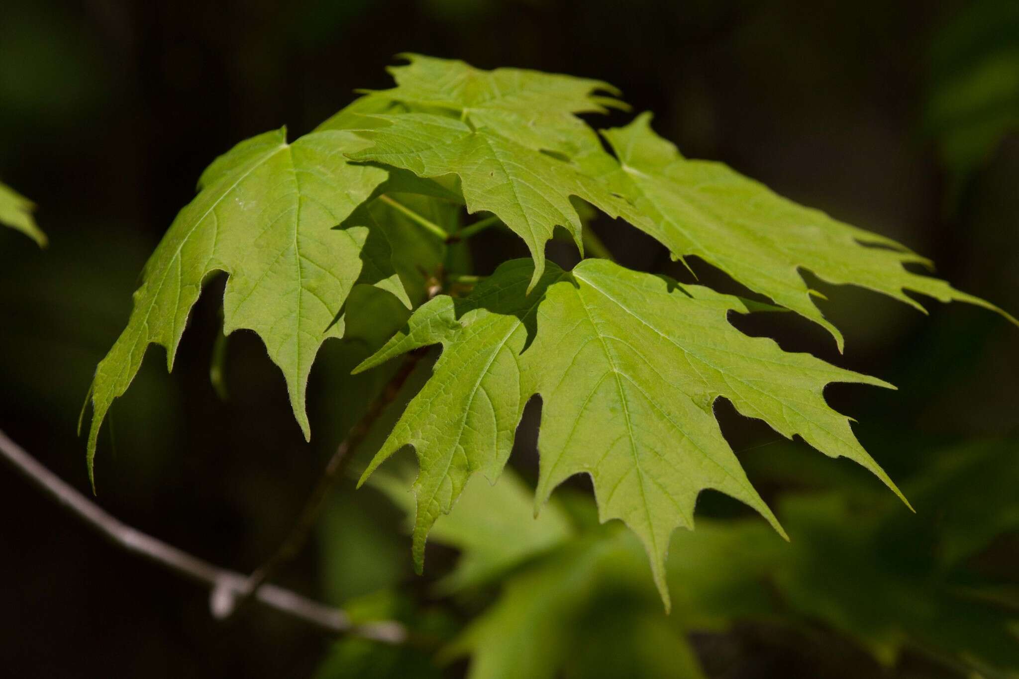 Image of sugar maple