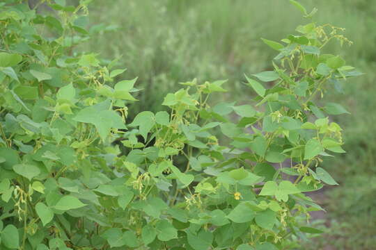 Image of Rhynchosia cana (Willd.) DC.