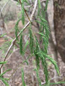 Image of Asparagus buchananii Baker