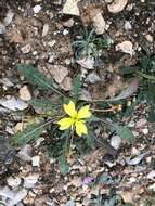 Imagem de Oenothera primiveris subsp. primiveris