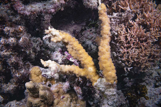 Image of hedgehog coral