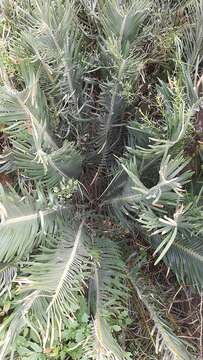 Image of Encephalartos cycadifolius (Jacq.) Lehm.