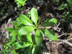 Image of Galium tomentosum Thunb.