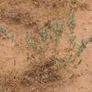 Image of Pyankovia brachiata (Pall.) Akhani & Roalson