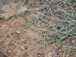 Image of Atriplex glauca subsp. ifniensis (Caball.) S. Rivas-Martínez et al.