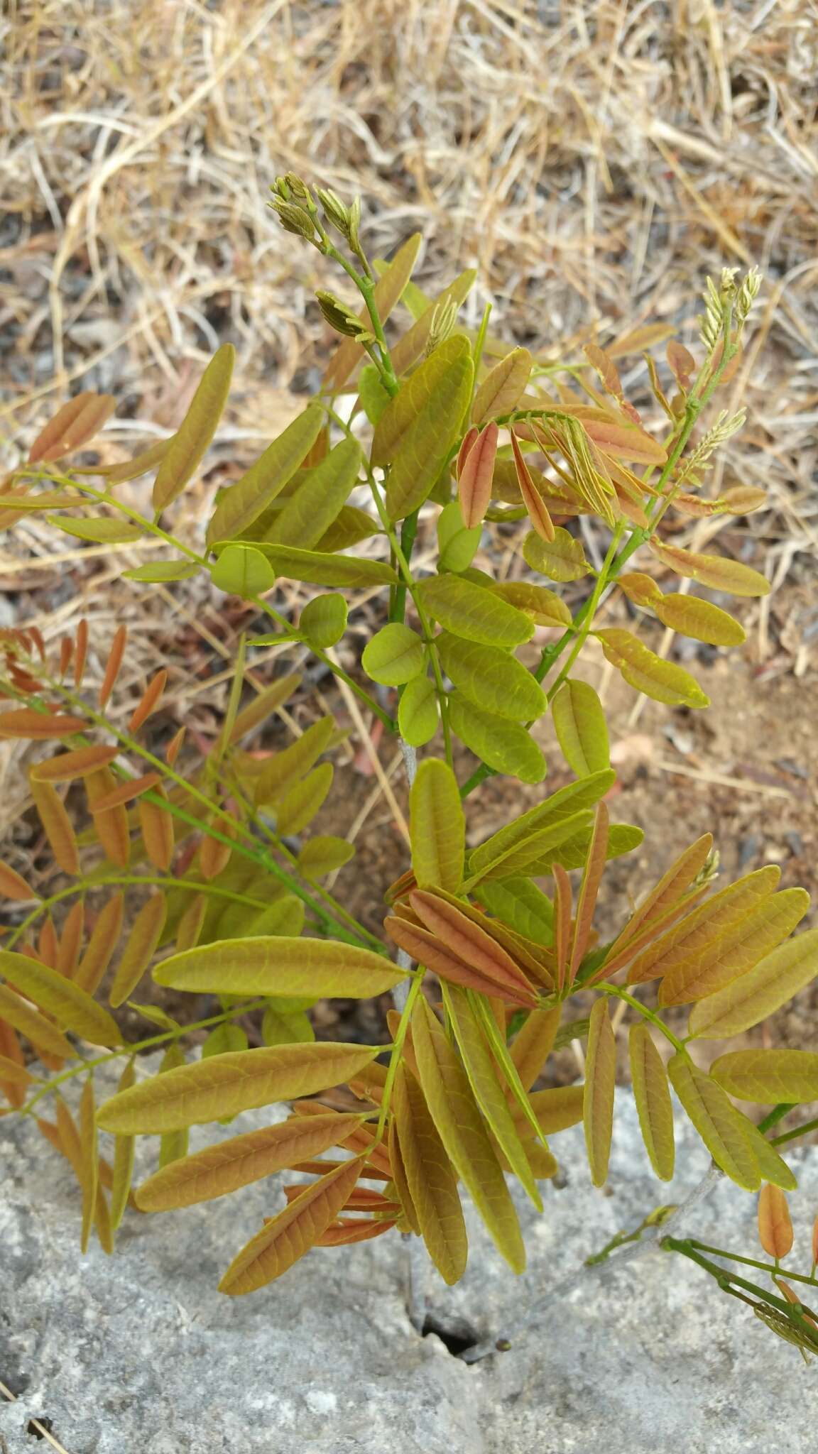 Слика од Millettia richardiana (Baill.) Du Puy & Labat