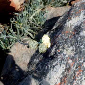 Plancia ëd Curio talinoides var. aizoides (DC.) P. V. Heath