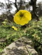 Plancia ëd Geum elatum Wall.