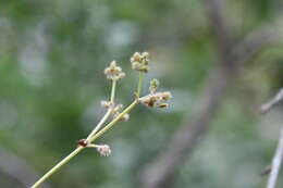 Imagem de Sanicula chinensis Bunge