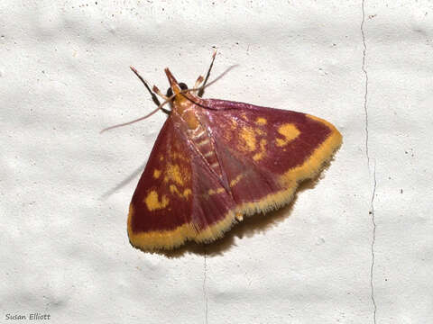 Image of Mint-loving Pyrausta