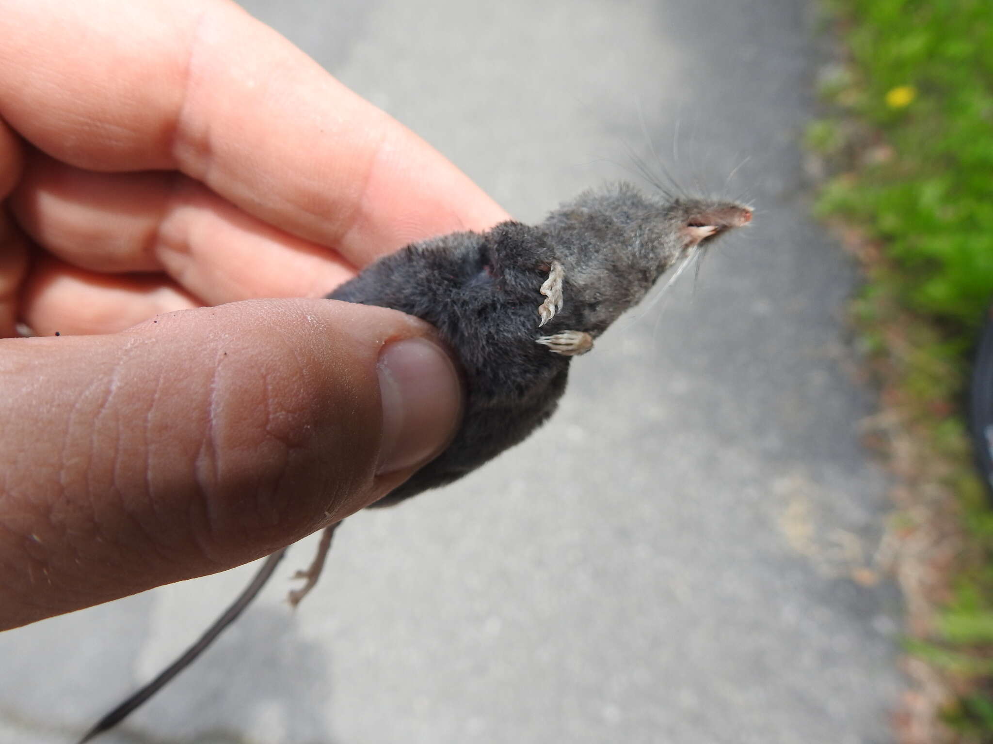 Image of Alpine Shrew