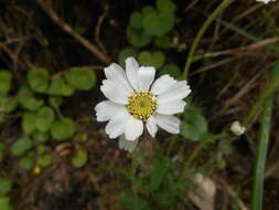 Слика од Achillea oxyloba (DC.) Sch. Bip.