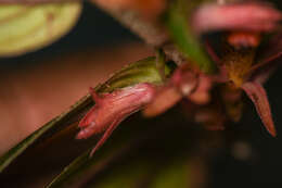 Image de Columnea querceti Oerst.