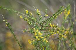 صورة Genista polyanthos Willk.