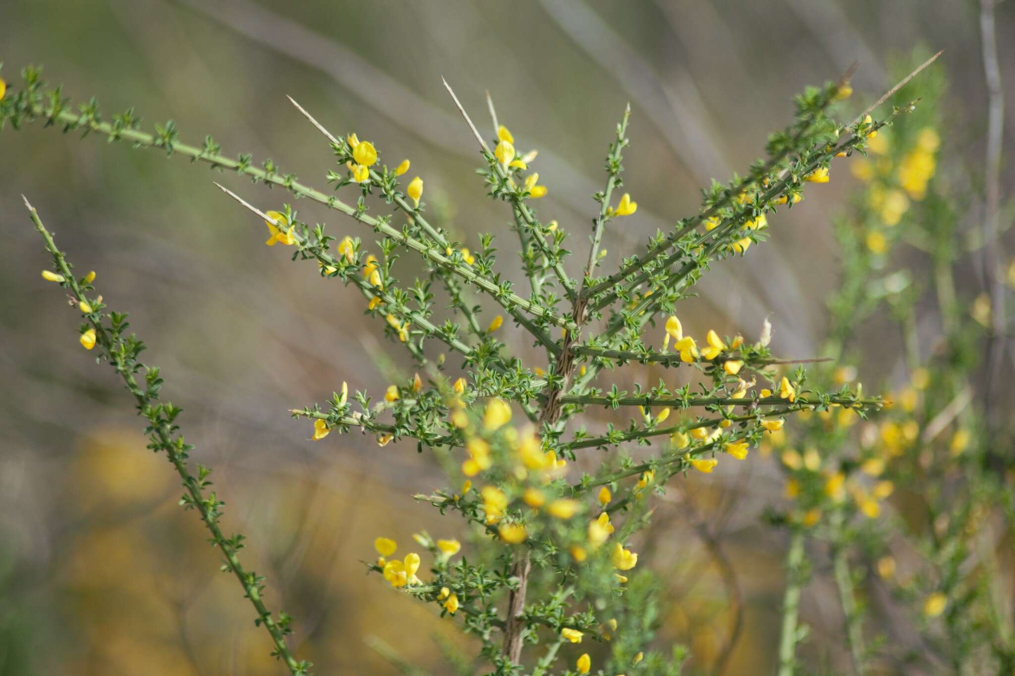 صورة Genista polyanthos Willk.