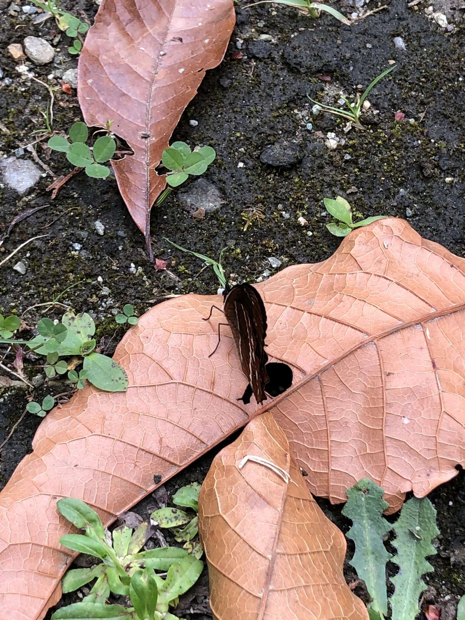 Image de Oxeoschistus puerta Westwood (1851)