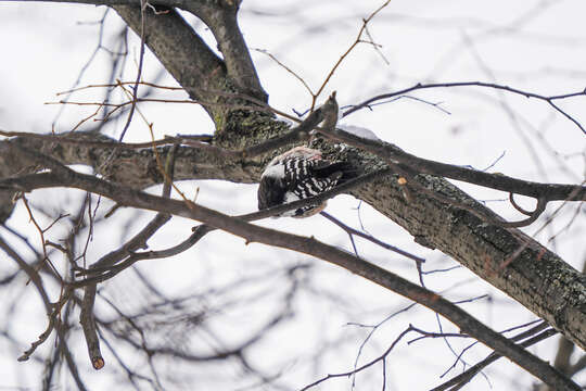 Image of Dendrocoptes medius medius (Linnaeus 1758)